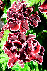 Flovers