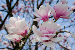 magnolia
