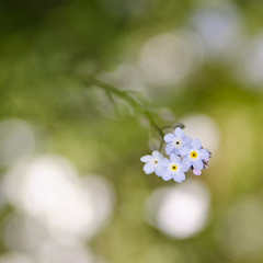 Little blue
