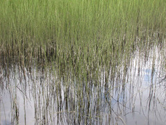 Scotish swamps