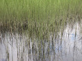 Scotish swamps