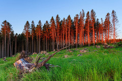 podvečer kdesi horiace lesy