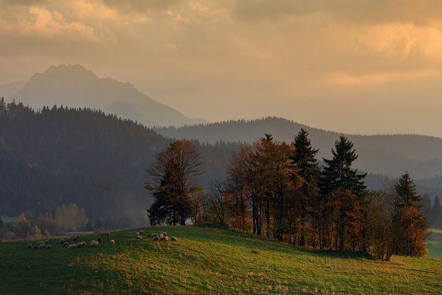 oravské ovečky