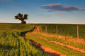 na horizont