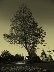 Jedináček