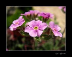 Spring flower