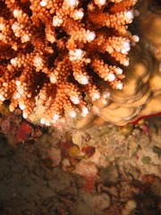corals