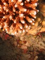 corals