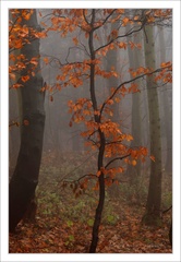 Fall mood