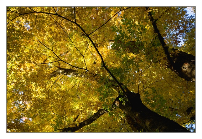 Zelkova