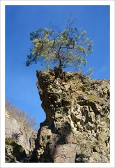 Bonsai