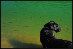 "To sú moje rybičky!"