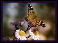 motýľ a  včela