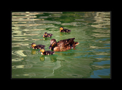 Kačičky vraj letia ...