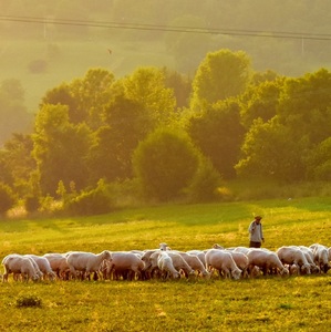 pásli ovce valasi