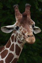 žirafa- Žofka