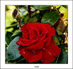 ruža II