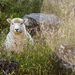 O ovečke a prasiatku