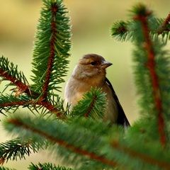 sedím na konári a je mi dobre