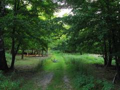 bike in forest