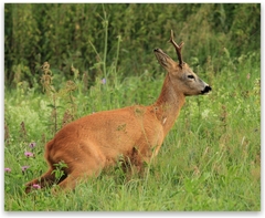Ked misiš tak misiš