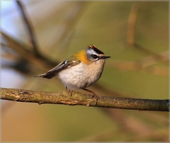 Kralicek ohnivohlavy