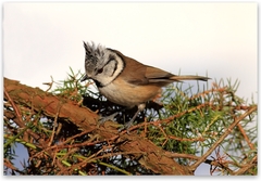 Pod ty hore,ja dole nejdem