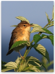 No hej trochu som pribral !