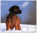Duke