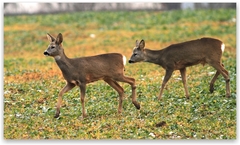 Trochu som prdla,navadi?