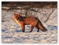 Liska z Liptova
