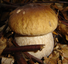 dubacik