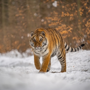 tiger ussurijský