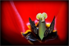 Tulipan