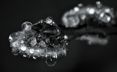 čierno biele kvapkanie