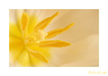 tulipán