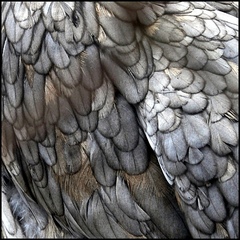 kikirikííííííí