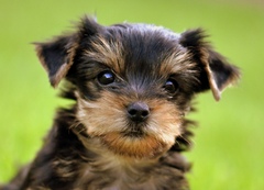 havinko Frasier, teší ma :)