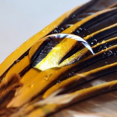 plačúce stratené pierko