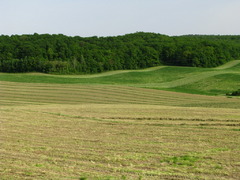 vlny