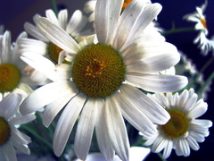 lubi-nelubi
