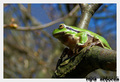 Hyla