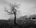 Ošľahaný vetrom III