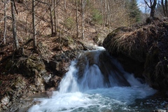 Černoch vo vodopáde