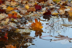 jesenné rapsódie V