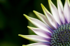 osteospermum