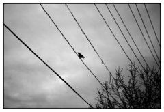 Simple Symphony