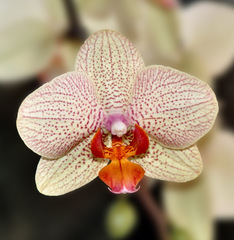 Orchidea 2