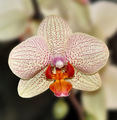 Orchidea 2
