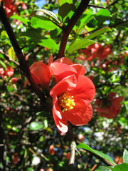 Pink-red session I